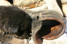 IMG_8368 Hund und Schuh.jpg